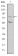 MTHFR Primary Antibody MP30204 [M5D3]