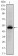 Epha10 Primary Antibody MP30208 [M2E8]