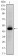 MYC Primary Antibody MP30209 [M7E10]