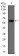 CK5 Primary Antibody MP30468P  [M10C11E6]