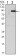 TNFRSF11B Primary Antibody MP30125 [M5G2]