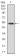 GSTM1 Primary Antibody MP30296 [M1H4F2]