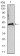 TUBA8 Primary Antibody MP30301 [M2D6]