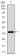 ITGA2B Primary Antibody MP30485A  [M2E10C9]