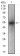 PON1 Primary Antibody MP30571 [M4G8A12]