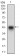 PON1 Primary Antibody MP30571 [M4G8A12]