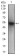 PON1 Primary Antibody MP30572 [M4G8D3]