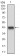 PPP1R1B Primary Antibody MP30577 [M2A4G9]