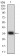 MSTN Primary Antibody MP30622 [M6E4E6]