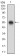 CD200 Primary Antibody MP30688 [M6E8B11]