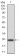 NOX4 Primary Antibody MP30754 [M3H2G11]