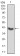 GNAS Primary Antibody MP30780 [M7G6G5]