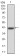 ERCC1 Primary Antibody MP30782 [M1E5B3]
