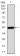IRAK3 Primary Antibody MP30787 [M6G9G2]
