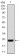 NOX4 Primary Antibody MP30812 [M3H2C4]