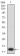 CD203C Primary Antibody MP31448 [M4C1H2]