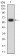 CD30 Primary Antibody  MP31659 [M4D1C2]