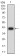 KDR Primary Antibody  MP31661 [M1A9A3]