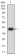 CD306 Primary Antibody  MP31668 [M8C12B6]