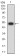 CAPN1 Primary Antibody  MP31670 [M1E6G9]