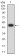 CHD4 Primary Antibody  MP31675 [M3D3E9]