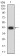 ACSS1 Primary Antibody MP31681  [M3A7C1]