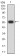 NR2C2 Primary Antibody  MP31687 [M8F2E8]