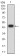 CD307A Primary Antibody MP31713  [M8F7F2]