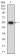 WDFY3 Primary Antibody   MP31721 [M4G9H4]