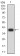 RUBCN Primary Antibody   MP31732   [M4F5B5]