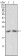 ApoM Primary Antibody MP20116 [M8F12C6B8]
