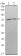 KLHL13 Primary Antibody MP30067 [M8D1]