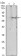 EPO Primary Antibody MP30094 [M4F11]