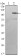 TAB2 Primary Antibody MP30123 [M3B5]