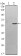 BLK Primary Antibody MP30135 [M1E6]