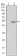 SUZ12 Primary Antibody MP30142 [M2C11]