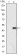 ATXN1 Primary Antibody MP30146 [M2F5]