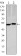 CA9 Primary Antibody MP30148 [M2D3]