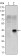 OLIG2 Primary Antibody MP30167 [M1G11]