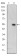 ERK3 Primary Antibody MP30194 [M4E8]