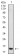 HIST2H4A(20Me) Primary Antibody MP30885 [M3E7H2]