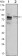 KLHL11 Primary Antibody MP30069 [M1B9A8]