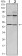 THAP11 Primary Antibody MP30083 [M3F3]