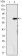KDM4A Primary Antibody MP30087 [M5H1]