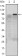 KLF4 Primary Antibody MP30105 [M1E6]