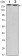 ERBB2 Primary Antibody MP30112 [M6C2]