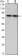CRTC2 Primary Antibody MP30120 [M5B10]