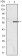 NACC1 Primary Antibody MP30137 [M6H2]