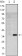 SLC22A1 Primary Antibody MP30140 [M2C5]