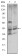 CST3 Primary Antibody MP30201 [M5H2]